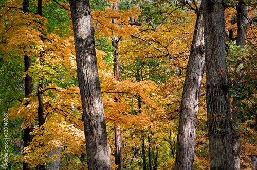 Maple trees show off their golden autumn colors in a Midwest woodland.