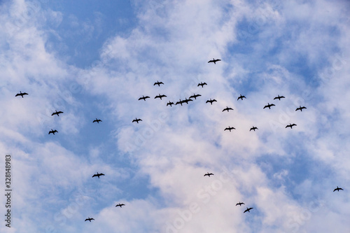 flock of seabirds flies high in the blue sky