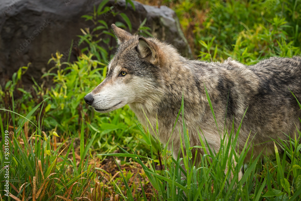 Grey Wolf (Canis lupus) Stands in Grass Staring Left Summer
