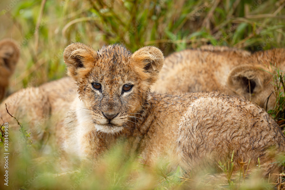 Lion Cub Lion Cub