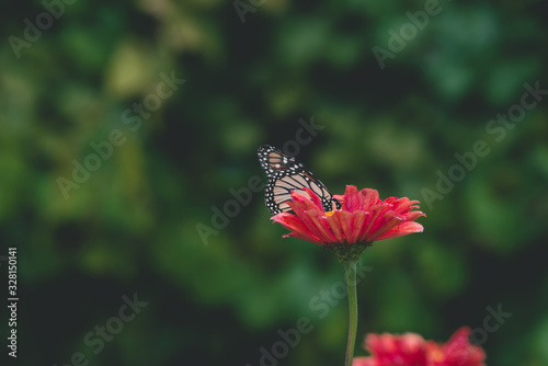 butterfly on a flower