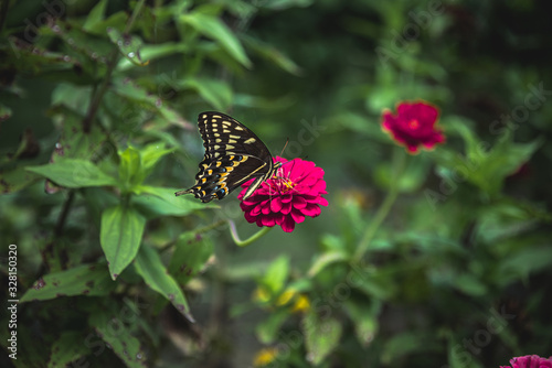 butterfly on flower