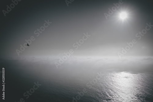 lone bird