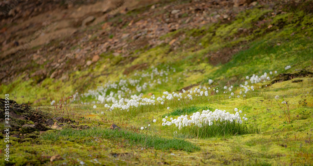 Blurred Volcanic landscape and with grass and flowers foreground. Iceland Blurred Volcanic landscape and with grass and flowers foreground. Iceland