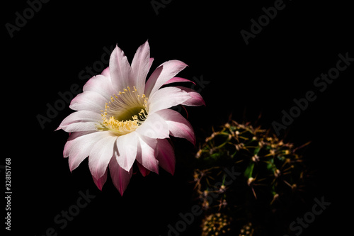 Close up of flower on cactus plant