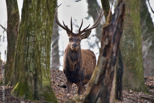 Red deer (Cervus elephus) in natural environment, Carpathian forest, Slovakia, Europe © Tom