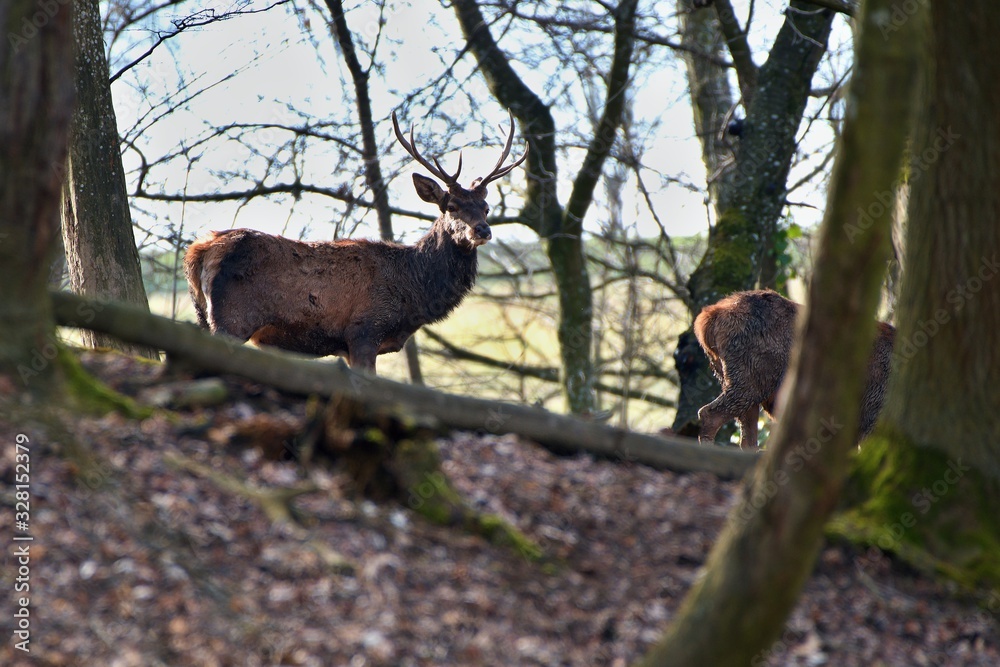 Obraz premium Red deer (Cervus elephus) in natural environment, Carpathian forest, Slovakia, Europe