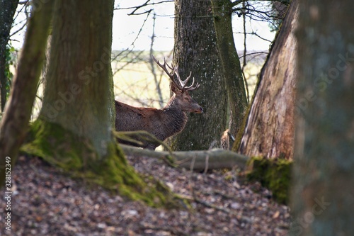 Red deer (Cervus elephus) in natural environment, Carpathian forest, Slovakia, Europe