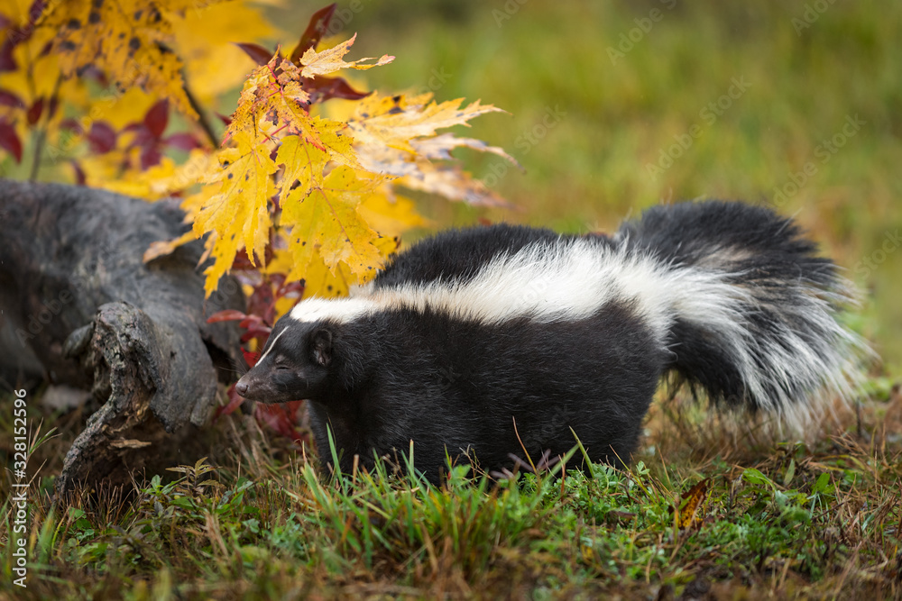 Striped Skunk (Mephitis mephitis) Stands Next to Log Eyes Closed Autumn
