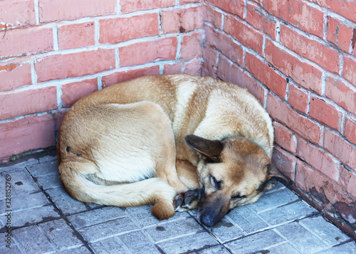 Photography a red-haired yard dog sleeps huddled in a corner