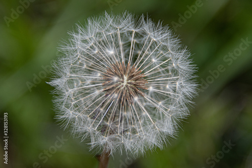 white dandelion with green background