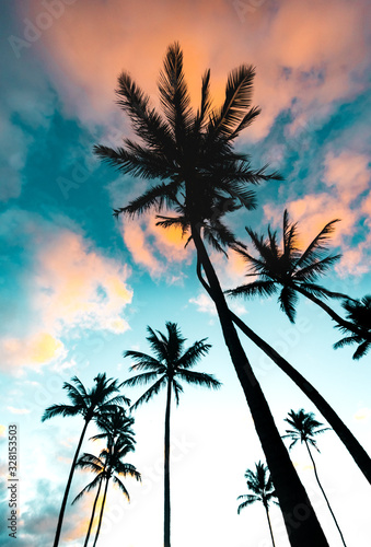 Group of Silhouette Palm Trees with Colorful Sky Background at Sunrise in Maui Hawaii 