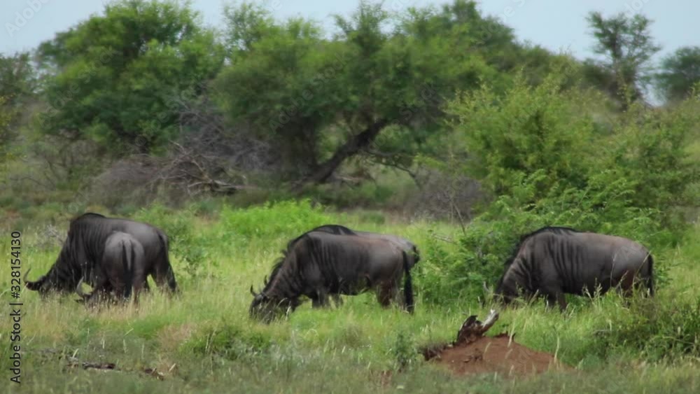 Blue Wildebeest Herd Grazing Blue Wildebeest Herd Grazing