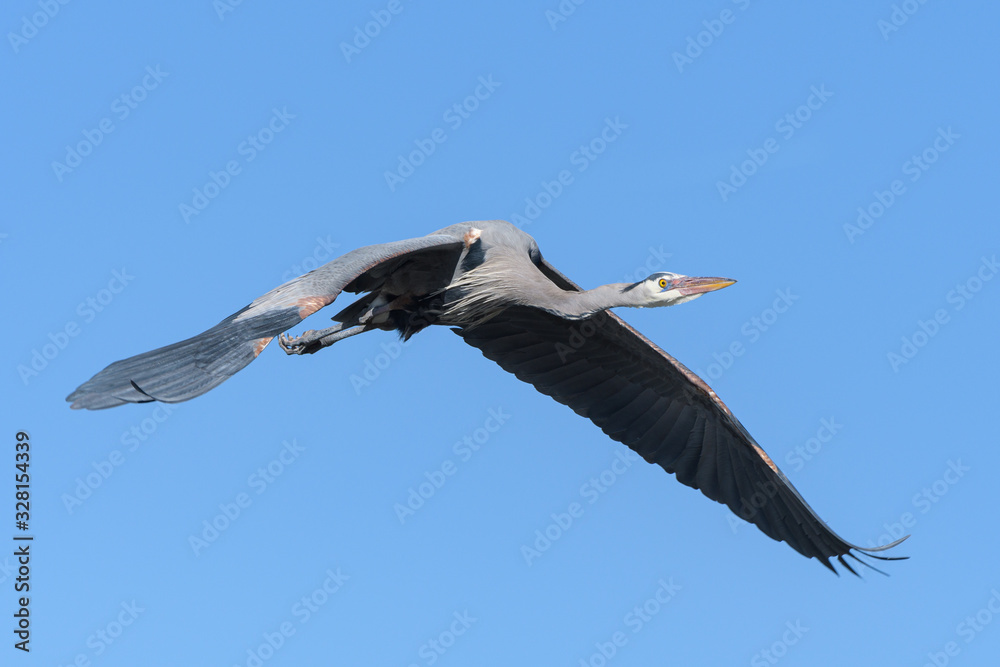 Obraz premium Found in most of North America, the Great Blue Heron is the largest bird in the Heron family.
