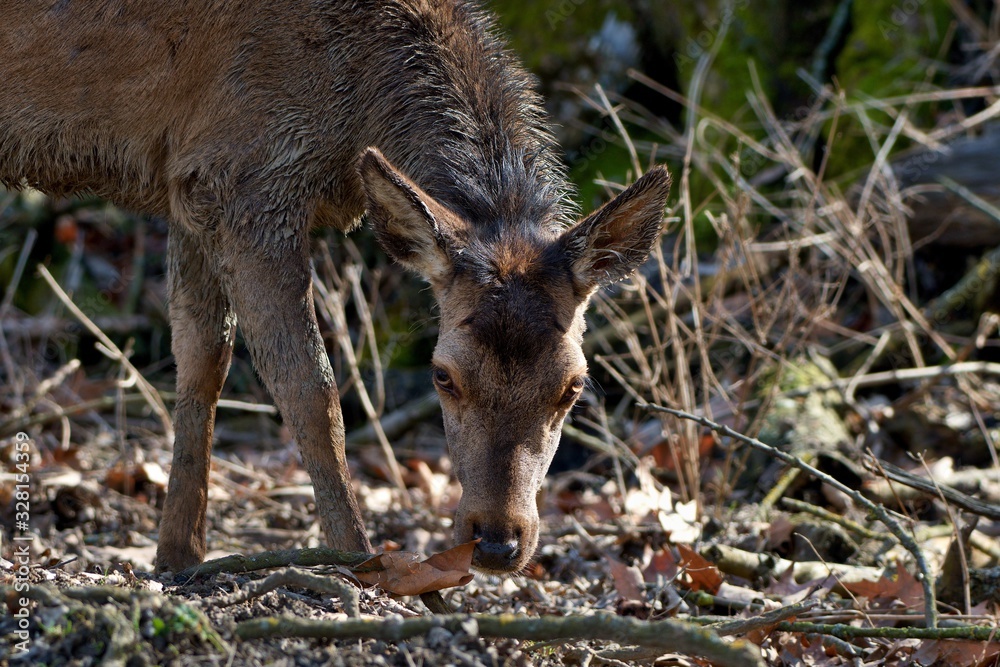 Female red deer (Cervus elephus) in natural environment, Carpathian forest, Slovakia, Europe Female red deer (Cervus elephus) in natural environment, Carpathian forest, Slovakia, Europe