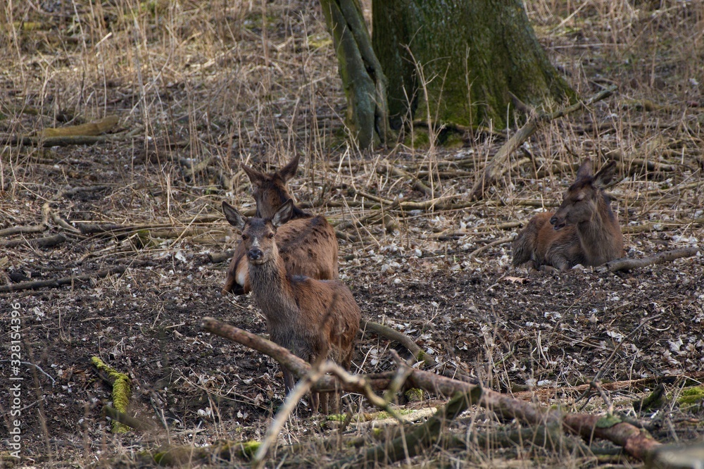 Obraz premium Female red deer (Cervus elephus) in natural environment, Carpathian forest, Slovakia, Europe