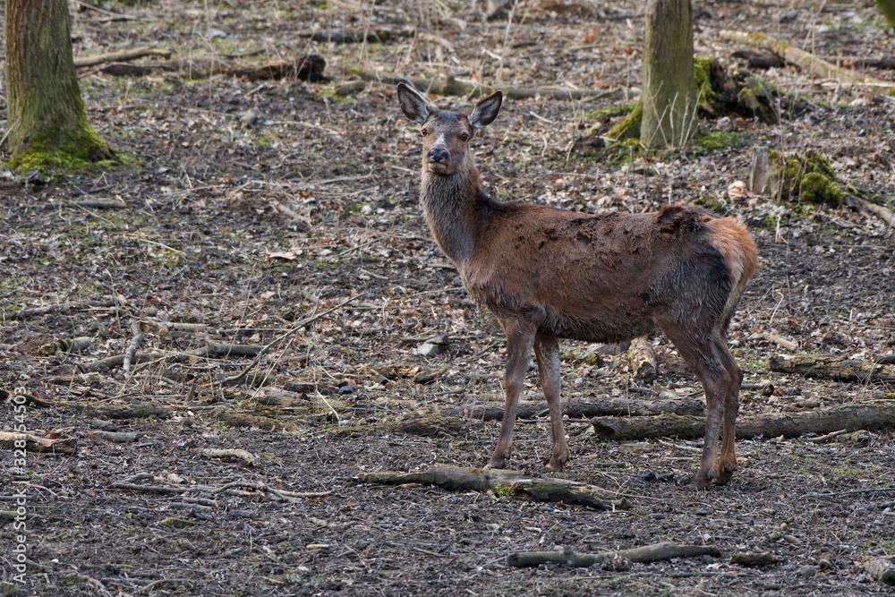 Female red deer (Cervus elephus) in natural environment, Carpathian forest, Slovakia, Europe Female red deer (Cervus elephus) in natural environment, Carpathian forest, Slovakia, Europe