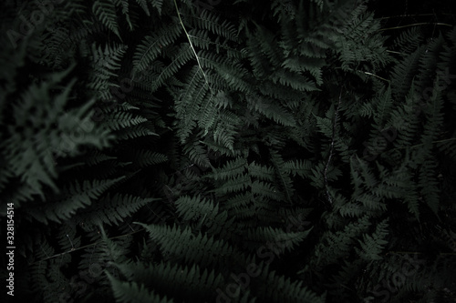 Dark Background Texture Photo of Lush Green Fern Plant Moody Nature Scene in Outdoor Summer Scene