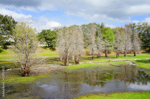 a dried pond and tree in winter