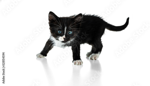 Small fluffy black and white kitten with legs apart. Isolated on white background.