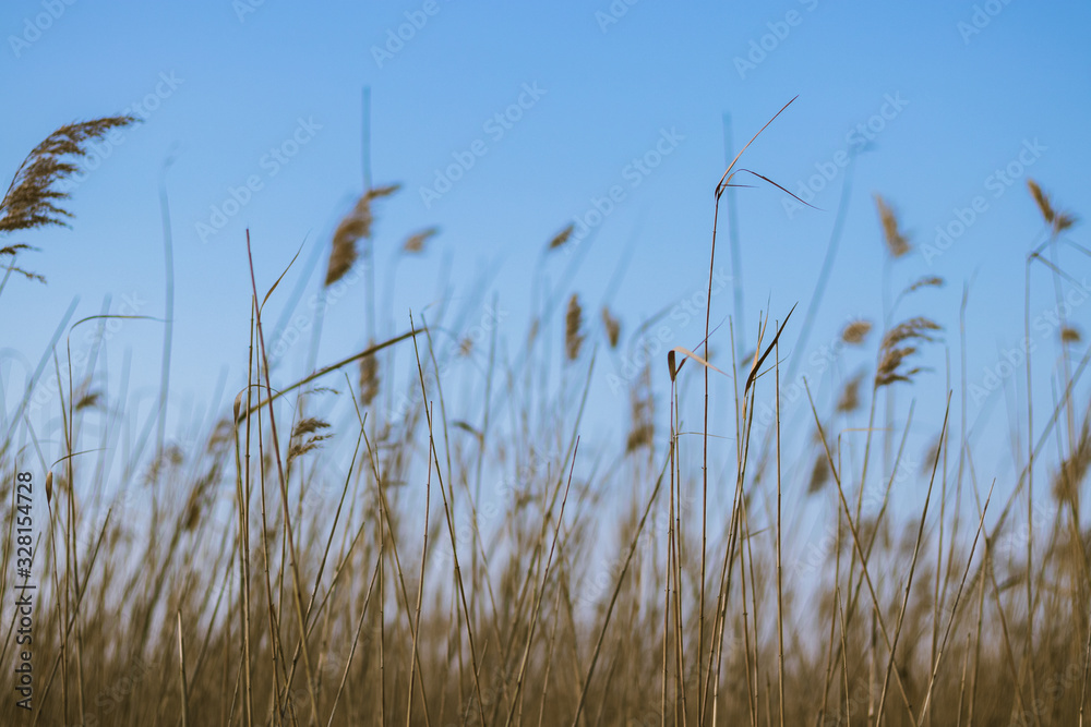 Fototapeta premium tall grass and blue sky