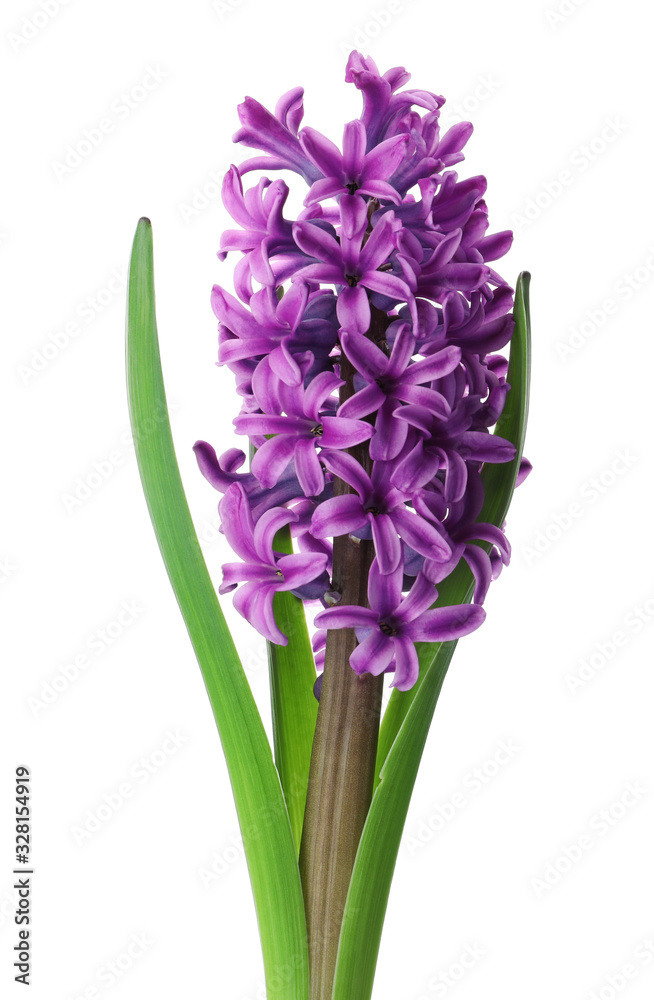 Obraz premium Beautiful purple hyacinth isolated on white. Spring flower