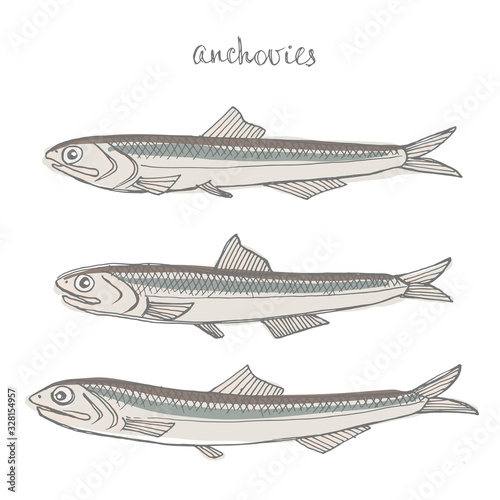 Anchovies. Seafood design elements. Seafood / fish menu, poster, label etc. Hand drawn illustration in marker sketch style. Colorful vector illustration.