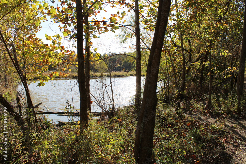 autumn in the forest by the lake autumn in the forest by the lake