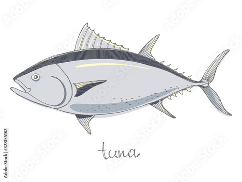 Tuna. Seafood design elements. Seafood / fish menu, poster, label etc. Hand drawn illustration in marker sketch style. Colorful vector illustration.