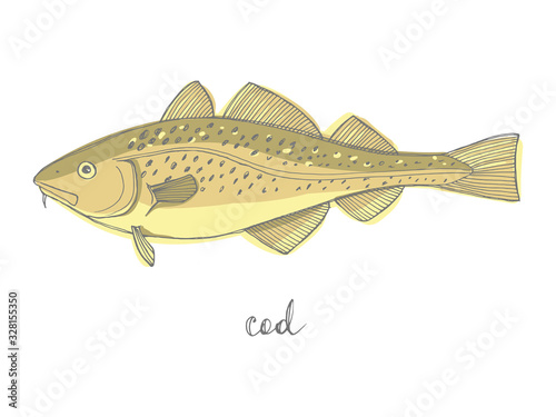 Cod. Seafood design elements. Seafood / fish menu, poster, label etc. Hand drawn illustration in marker sketch style. Colorful vector illustration.