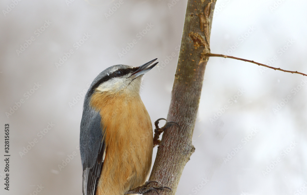 A nuthatch on a branch. Portrait on a white blurred background A nuthatch on a branch. Portrait on a white blurred background