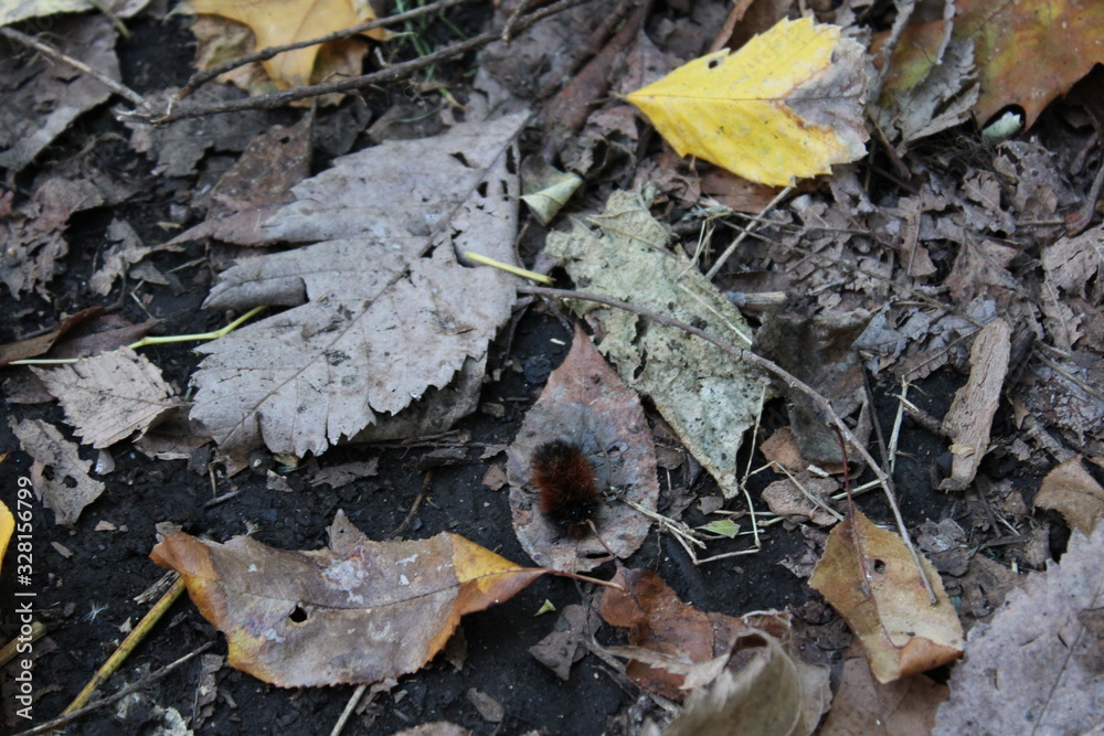 autumn leaves on the ground autumn leaves on the ground