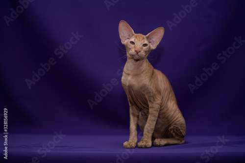 Photography Peterbald cat