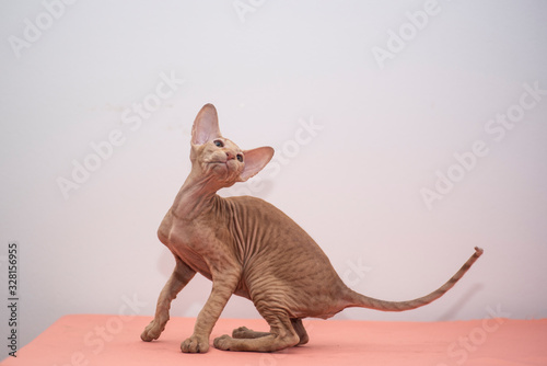 Canvastavla Peterbald cat