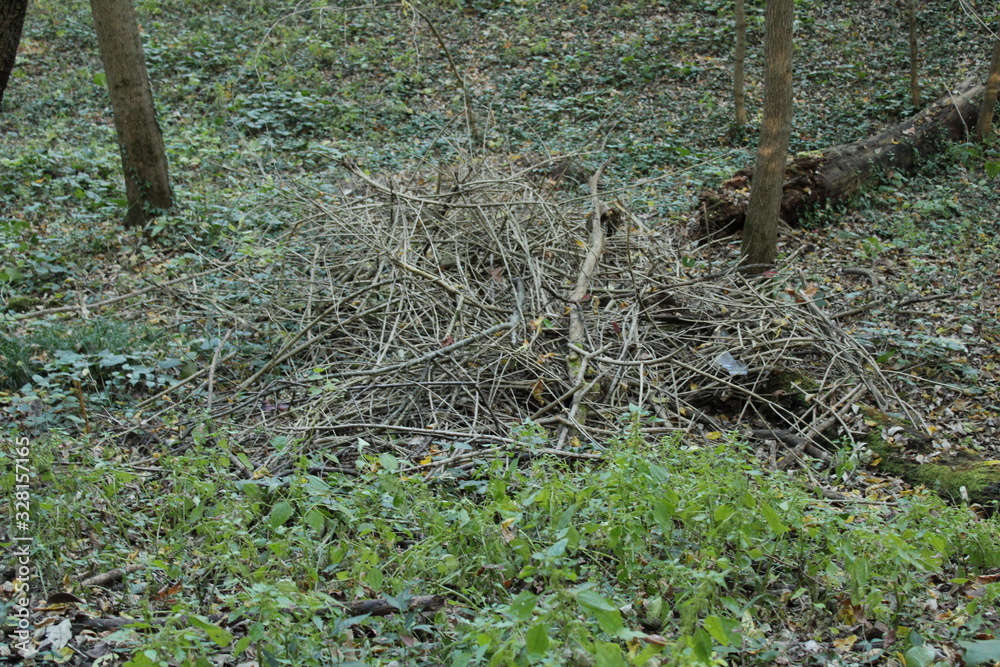 pile of branches in forest pile of branches in forest