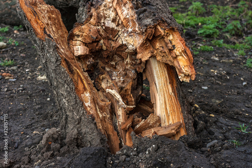 Storm damage. Apricot tree broken by the wind