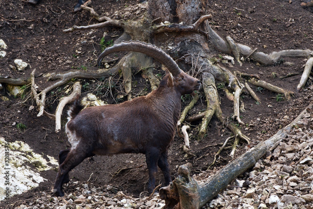 Alpine ibex (Capra ibex) in natural environment, Austria, Europe Alpine ibex (Capra ibex) in natural environment, Austria, Europe