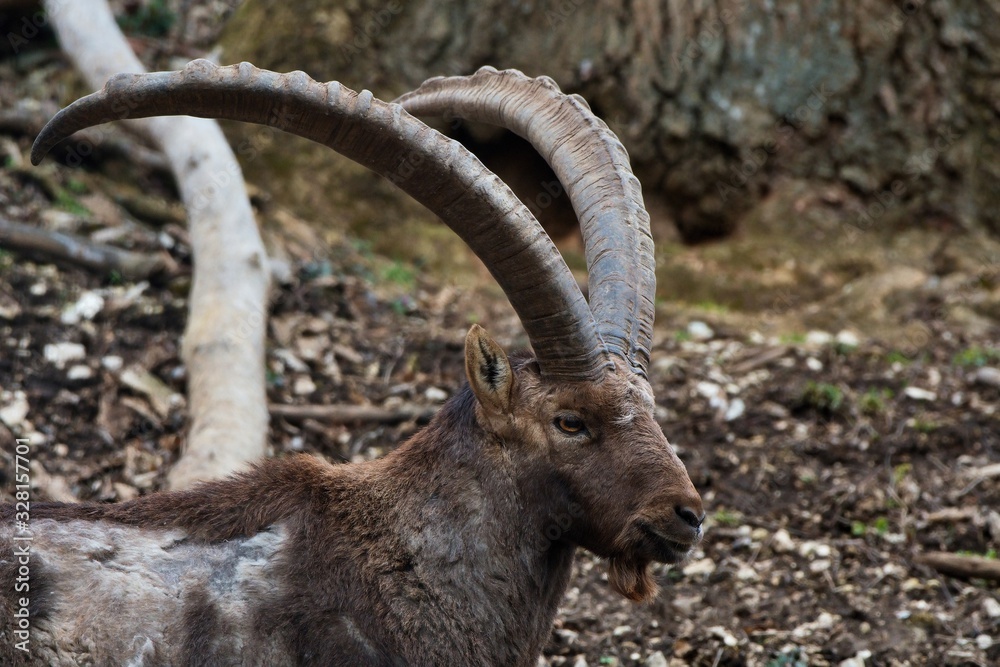 Alpine ibex (Capra ibex) in natural environment, Austria, Europe