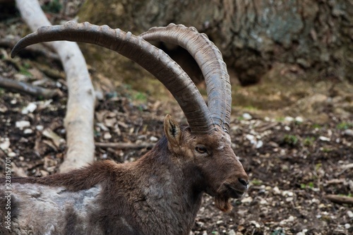 Alpine ibex  Capra ibex  in natural environment  Austria  Europe