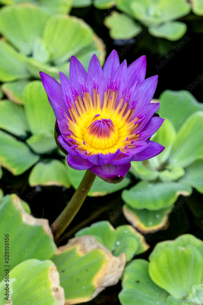 A striking water lily flower blooms above the water of an aquatic garden pond with beautiful and vivid shades of purple and yellow gold. A striking water lily flower blooms above the water of an aquatic garden pond with beautiful and vivid shades of purple and yellow gold.
