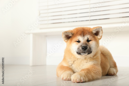 Cute Akita Inu puppy indoors. Baby animal