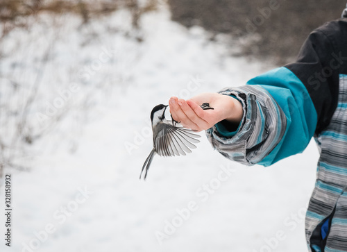 Close up of chickadee bird eating seeds from a child's hand in winter.