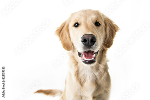 beautiful young Golden Retriever Portrait isolated on white © Louis-Photo