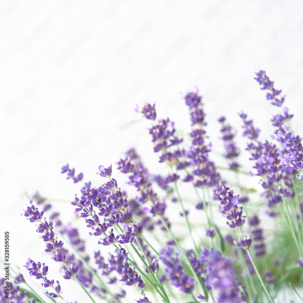 Obraz premium View of lavender in purple on a white background. The concept of the holiday, plants, background, garden, landscape design