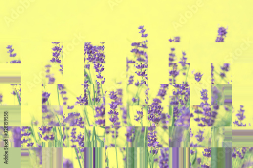 Abstract natural geometric composition of lavender in purple on a yellow background. Abstraction. Mosaic. The concept of the holiday, plants, background, garden, landscape design