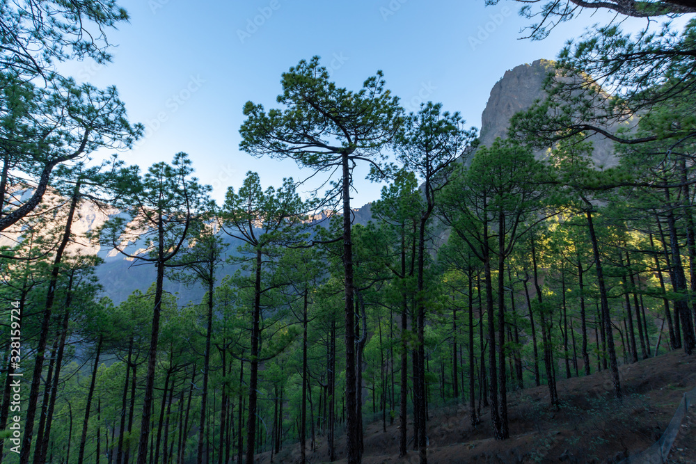 Fototapeta premium Scenic view on Caldera de Taburiente with green pine forest, ravines and rocky mountains near viewpoint Cumbrecita, La Palma, Canary islands, Spain