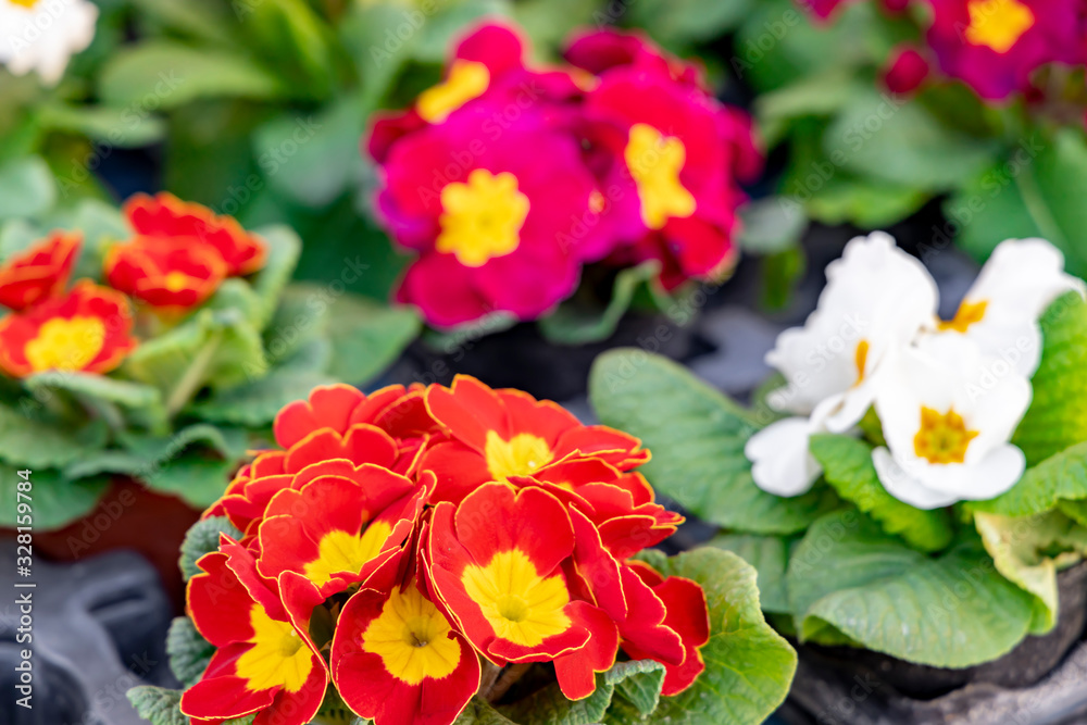 Primroses. Beautiful colorful flowers sold on outdoor flower shop.
