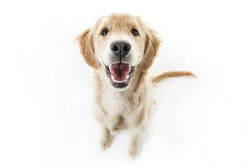 beautiful young Golden Retriever Portrait isolated on white