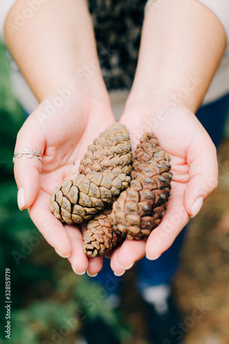 beautiful collected pine cones in hands in a pine forest