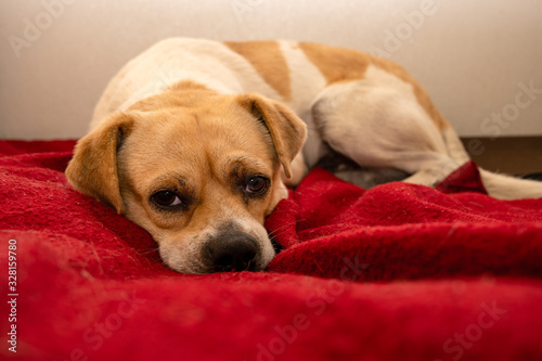Fototapeta Naklejka Na Ścianę i Meble -  Sad looking small mix breed dog lays on a red blanket